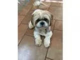 Adopt Happy Harley a TanYellowFawn Shih Tzu  Mixed dog in Oklaho