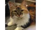 Adopt Buttons a Calico or Dilute Calico Domestic Mediumhair (med