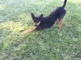 Adopt Bailey a Tricolor (TanBrown and Black and White) Australia