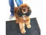 Adopt Charlie a RedGoldenOrangeCh estnut - with Black Cocker Spa