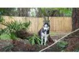 Adopt Giget a Siberian Husky