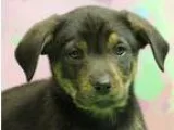 Adopt Minnie Lou a Brindle Boxer  Mixed dog in Dayton OH (157135