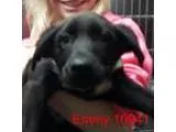 Adopt Emmy a Australian Shepherd Labrador Retriever