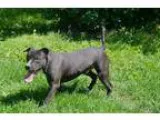 Adopt Emerson a Black Pit Bull Terrier  Mixed dog in East Randol