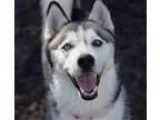 Adopt Kaya a Siberian Husky