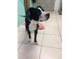 Adopt Truman a Labrador Retriever  Border Collie  Mixed dog in L