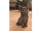 Adopt Chickpea a Gray or Blue Russian Blue (short coat) cat in N