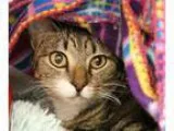 Adopt Tinkle a Brown Tabby Domestic Shorthair  Mixed cat in Hilt