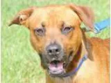 Adopt GRANGER a RedGoldenOrangeCh estnut - with Black Black Mout