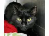 Adopt Catalina a Black (Mostly) Domestic Shorthair  Mixed cat in