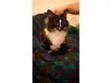 Adopt Carly a Domestic Shorthair  Mixed (short coat) cat in Wauc