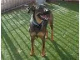 Adopt Roo PETSMART SO.VIRGINIA 513 a BrownChocolate Australian C