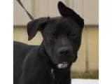 Adopt Cory a Labrador Retriever American Staffordshire Terrier