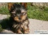 Parti Carrier Yorkshire Terriers