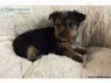 Lost puppy
