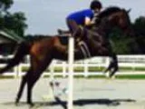 Beautiful JC Reg. Thoroughbred Mare