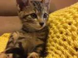 Adopt Alfalfa a Brown Tabby Domestic Shorthair (short coat) cat 
