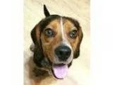 Adopt Copper Top a Tricolor (TanBrown and Black and White) Beagl