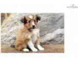 Spring - Sheltie Female