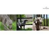 House-trained Female Weimaraner