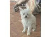 Lost White Chihuahua