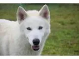Adopt Spartagus a Siberian Husky Samoyed