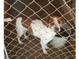 FitzwilliamDarcy - Male Terrier (Unknown Type Medium)Dachshund M