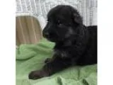 AKC Alyssa