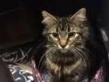 Adopt Parker a Brown Tabby Maine Coon (long coat) cat in Ferndal