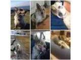 Puppies come from champion bloodlines