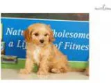 Harley - Cavapoo puppy