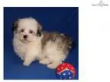 Hauns Male Havanese puppy for Sale in Ohio