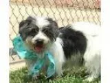 male shihtzu puppy