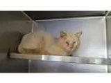 Adopt ROGER a Siamese  Mixed (medium coat) cat in Camarillo CA (
