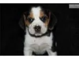 Lexie-Champion Sired Female (Delivery Included)