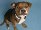 Adopt SHEBA a Rottweiler Mixed dog in Phoenix AZ ()