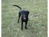 Adopt 18666 a Labrador Retriever