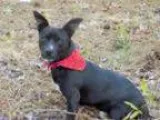 Adopt Denzel a Dachshund Jack Russell Terrier