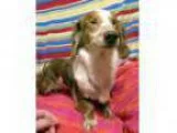 Adopt Abbie-Bonded to Annie -Adoption Pending a Dachshund