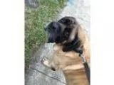 Adopt Bubba a Mastiff