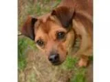 Adopt Biscuit a TanYellowFawn Feist  Mixed dog in Media PA (1544