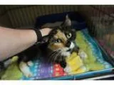 Adopt Clara and 5 kittens a Tortoiseshell Domestic Shorthair (sh