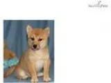 Hachi gorgeous French Bulldog Puppy Queens NY