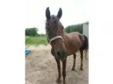 Morgan Horse Named Buddy