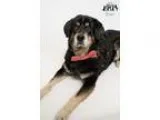 Adopt Gizmo at Jefferson Feed a Rottweiler Border Collie