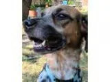 Adopt Zoe (and Ginger) a BrownChocolate - with White Border Coll