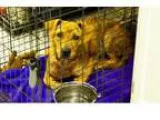 Adopt Mable a Brindle Dachshund  Mixed dog in Middletown OH (155
