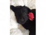 Lost dog