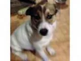 Adopt Rhett a Jack Russell Terrier (Parson Russell Terrier) Houn