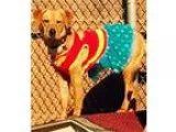 Adopt Krishna a Labrador Retriever